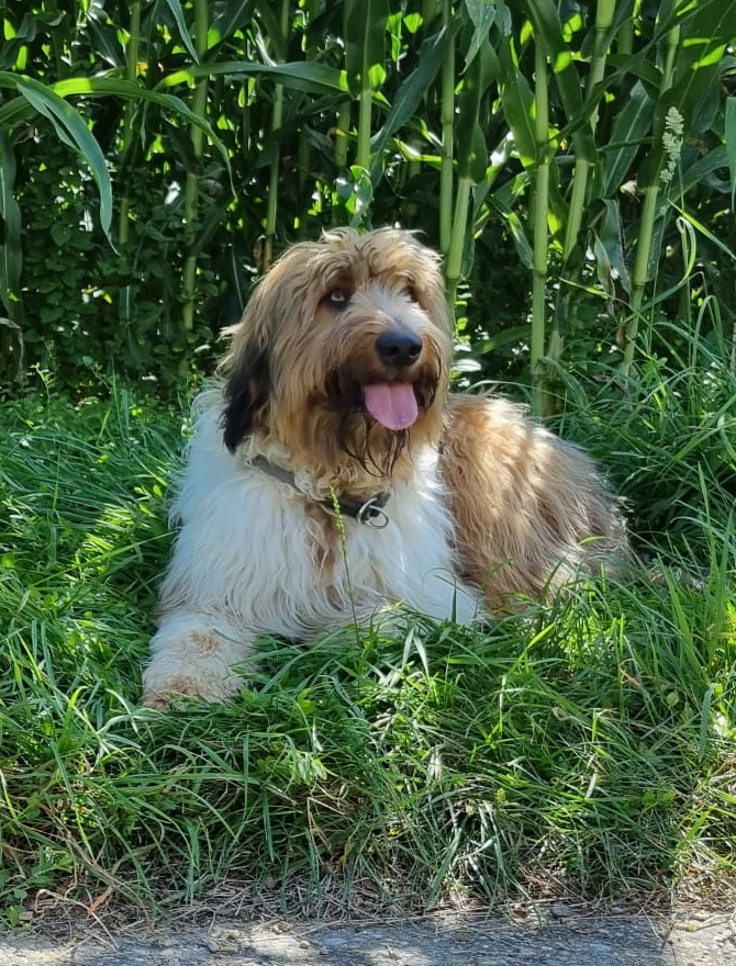 Wäller von der Straubenhalde